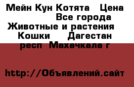 Мейн Кун Котята › Цена ­ 15 000 - Все города Животные и растения » Кошки   . Дагестан респ.,Махачкала г.